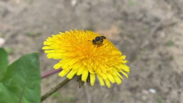 Abeille Sauvage Recueille Pollen Sur Pissenlit Séquence Vidéo Libre De Droits