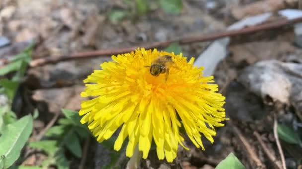 Дикая Пчела Собирает Пыльцу Одуванчике Стоковое Видео