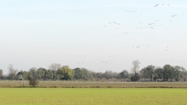 Flock of Common Crane during autumn bird migration — Stock Video