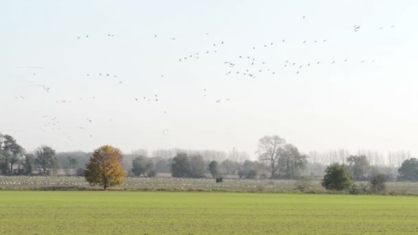 Manada de Grulla Común durante la migración de aves de otoño — Vídeo de stock