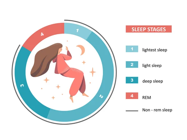 Schlafstadien Illustrieren Die Abbildung Zeigt Ein Tortendiagramm Von Schlafstadien Und — Stockvektor