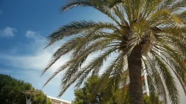 Sallanan palmiye ağacı Cote D'Azur, Fransa
