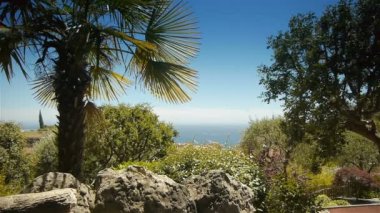 Palmiye ağaçları ve Akdeniz, Monaco