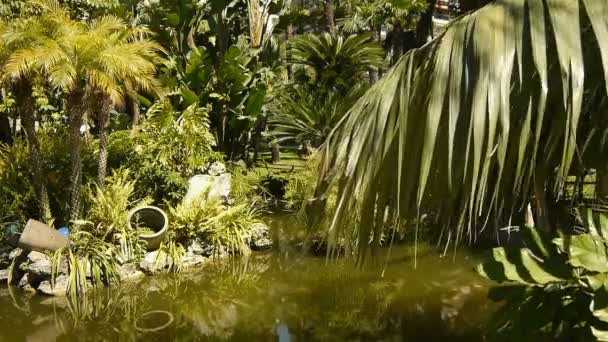 Parque con plantas tropicales en Mónaco — Vídeo de stock