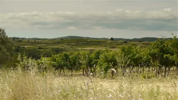 Vingårdar på Languedoc, Frankrike — Stockvideo