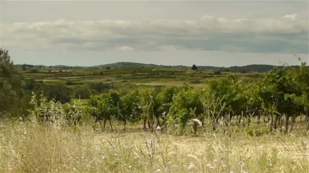 Vinhedos em Languedoc, França — Vídeo de Stock