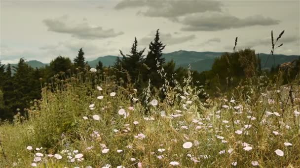 Wild herbs at Gignac, Languedoc — Stock Video