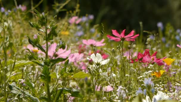 Дикие цветы в природном парке Cevennes, Франция — стоковое видео