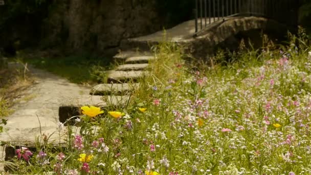 Flores silvestres em uma antiga aldeia, França — Vídeo de Stock