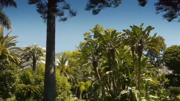 Agitando palmeras en Mónaco — Vídeos de Stock