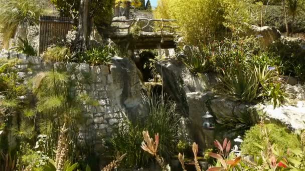 Тропические растения в парке Монако — стоковое видео