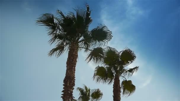 Palmiers à Côte D'Azur, France — Video