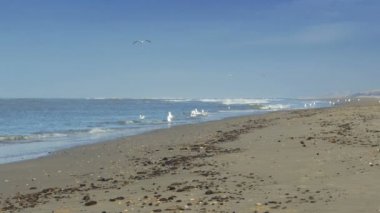 Kuşlar kışın sahilde