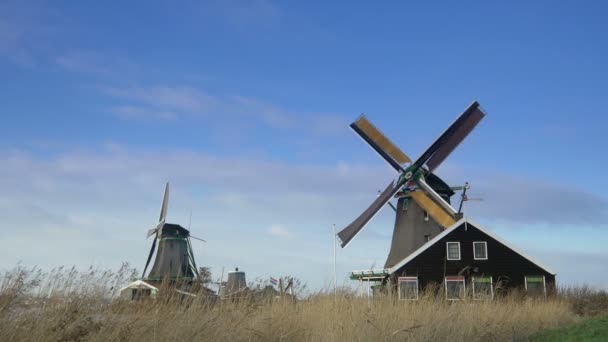 历史性的风车在荷兰 — 图库视频影像