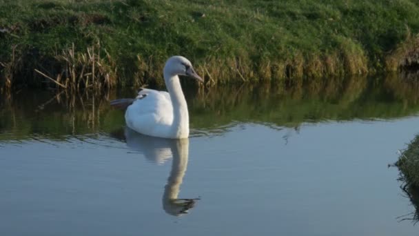 Лебедь в воде — стоковое видео