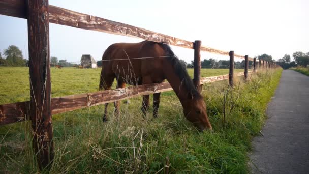 Grazing caballo en el prado — Vídeos de Stock