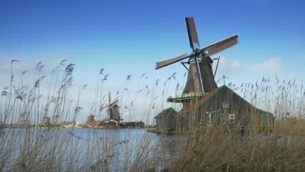 Turning windmills in Holland — Stock Video