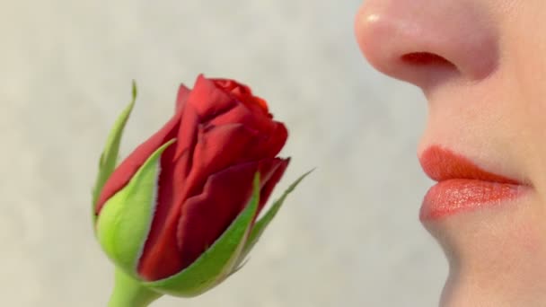 Der Duft einer roten Rose — Stockvideo