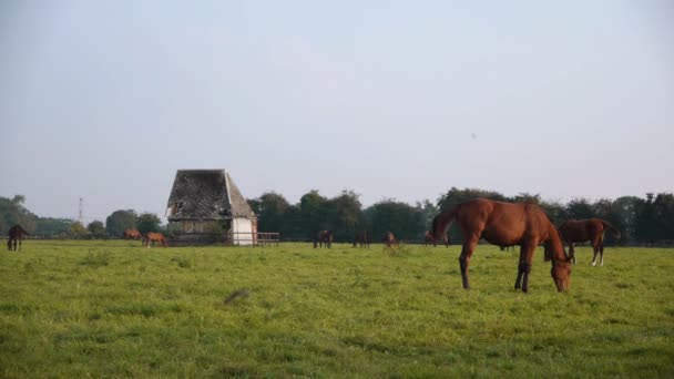 Horses in Normandy — Stock Video