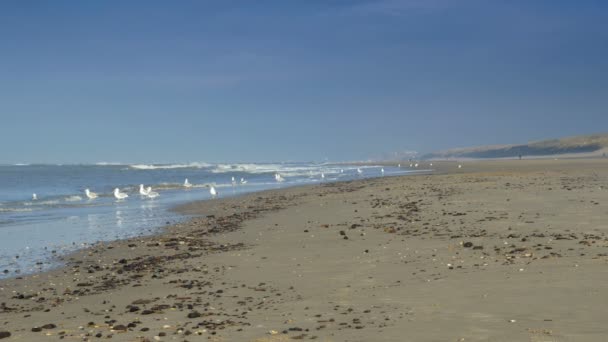 Aves en la playa durante el invierno — Vídeos de Stock