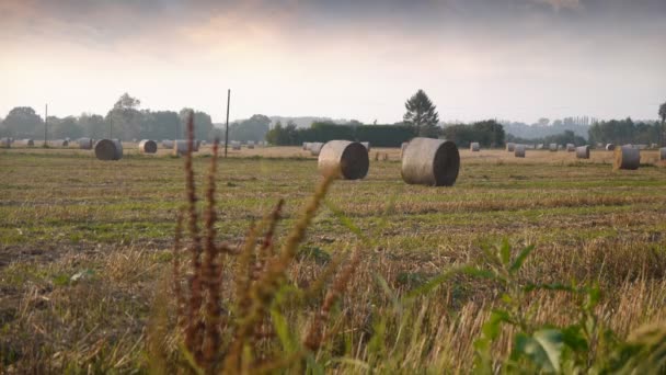 Rollen van hey in Normandië — Stockvideo