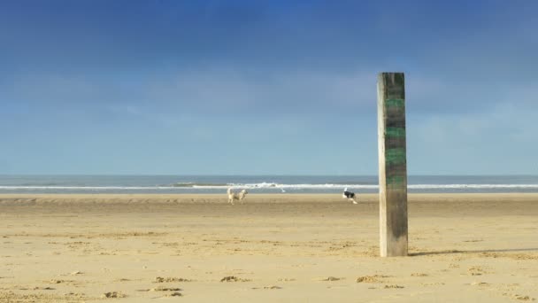 De versleten pijler weer op het strand — Stockvideo