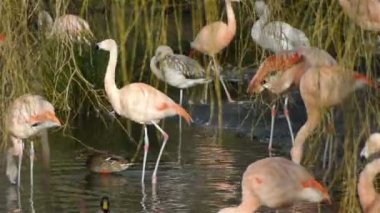 Artis pembe flamingo kuşları bir grup
