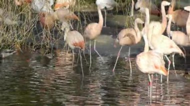 Artis pembe flamingo kuşları bir grup