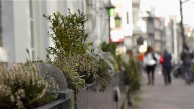 Otlar şehir. Amsterdam, Hollanda