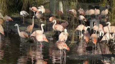 Artis pembe flamingo kuşları bir grup