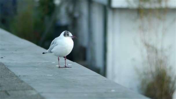 Lovely πουλί στο Άμστερνταμ — Αρχείο Βίντεο