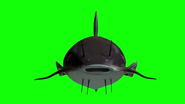 Animation of a catfish with green screen — Stock Video