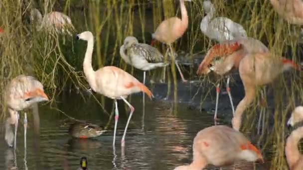 Un gruppo di uccelli fenicottero rosa ad Artis — Video Stock