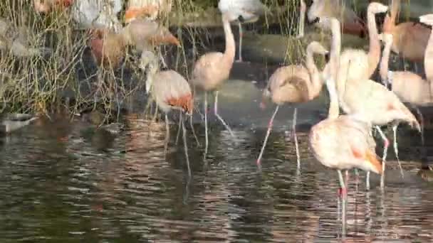En grupp med rosa flamingo fåglar på Artis — Stockvideo