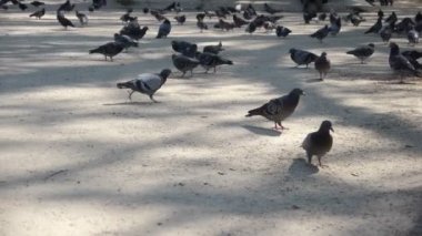 Paris meydanında güvercinler