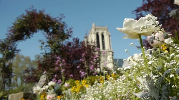 Květiny a Notre Dame — Stock video