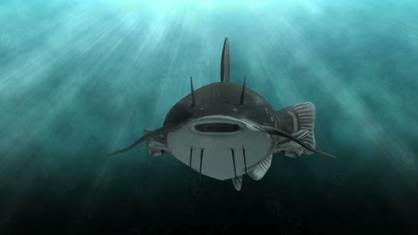 在水中的动画的鲶鱼 — 图库视频影像