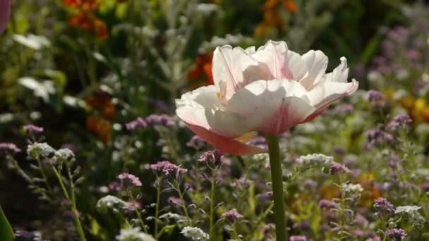 Fleurs de printemps dans un parc — Video