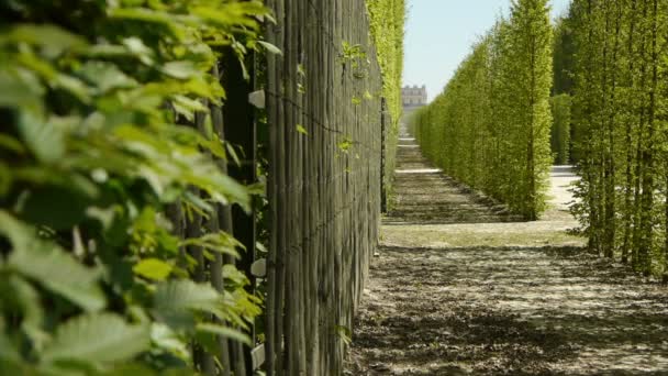 Gardens of royal palace of Versailles — Stock Video