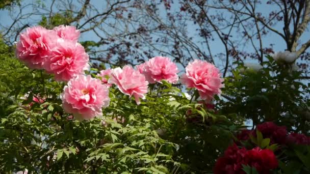 Pioner i Jardin des Plantes — Stockvideo