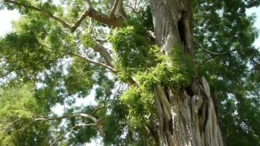 Dev sekoya ağacı