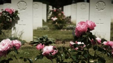 Bir Kanada memorial mezarlığında pembe güller