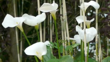 Zantedeschia, Calla veya Lily