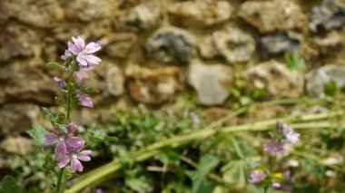 Bataklık ebegümecinin Althaea Officinalis ot
