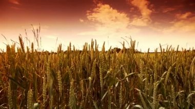 Altın buğday Mısır alanları