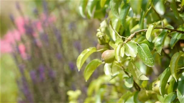 Albero di pera a orto botanico — Video Stock
