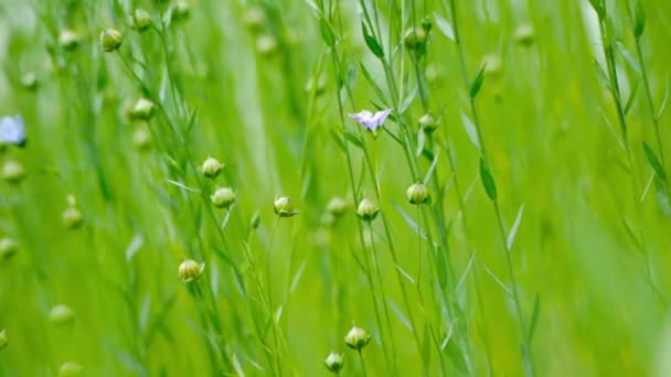 Campo di piante di lino in campagna — Video Stock