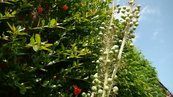 Специальные растения в ботаническом саду — стоковое видео