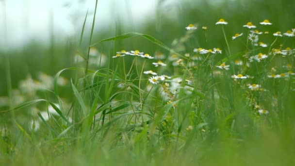 Campo de plantas de linho no campo — Vídeo de Stock