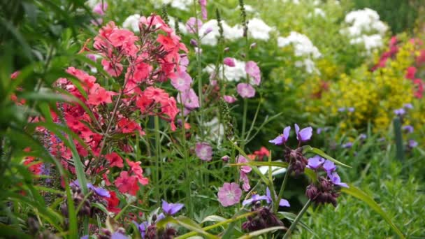 Roze en witte pioenrozen in een park. — Stockvideo